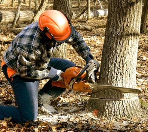 Tree Removal in Eggleston, VA